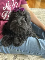 Lilo, a female Cavapoo and Cavalier King Charles Spaniel for sale in Missouri, MO – 2 of 10