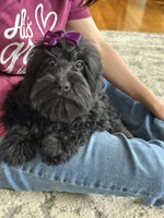 Lilo, a female Cavapoo and Cavalier King Charles Spaniel for sale in Missouri, MO – 1 of 10