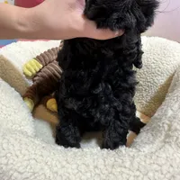 Lilo, a female Cavapoo and Cavalier King Charles Spaniel for sale in Missouri, MO – Photo 6 of 10