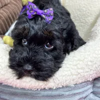 Lilo, a female Cavapoo and Cavalier King Charles Spaniel for sale in Missouri, MO – Photo 7 of 10