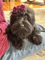 Lilo, a female Cavapoo and Cavalier King Charles Spaniel for sale in Missouri, MO – 3 of 10