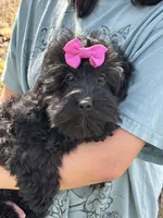 Lilo, a female Cavapoo and Cavalier King Charles Spaniel for sale in Missouri, MO – 9 of 10