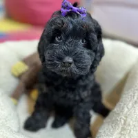 Lilo, a female Cavapoo and Cavalier King Charles Spaniel for sale in Missouri, MO – Photo 8 of 10