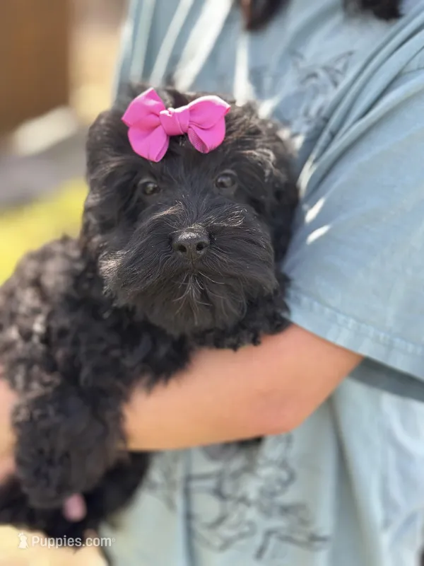 Lilo – Cavapoo, Cavalier King Charles Spaniel puppy for sale in Missouri, MO