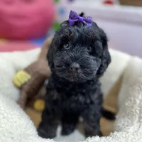 Lilo, a female Cavapoo and Cavalier King Charles Spaniel for sale in Missouri, MO – Photo 5 of 10