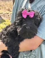 Lilo, a female Cavapoo and Cavalier King Charles Spaniel for sale in Missouri, MO – 6 of 10