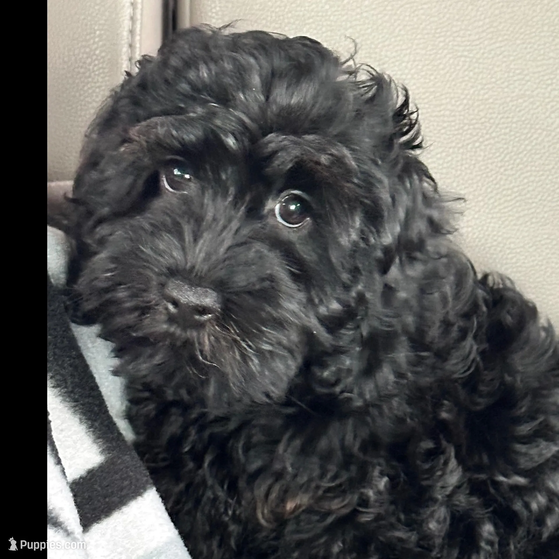 Lilo, a female Cavapoo and Cavalier King Charles Spaniel for sale in Missouri, MO – Photo 2 of 10