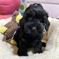 Lilo, a female Cavapoo and Cavalier King Charles Spaniel for sale in Missouri, MO – Photo 10 of 10