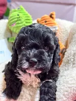 Tommy, a male Cavapoo and Cavalier King Charles Spaniel for sale in Marshfield, MO – 2 of 10