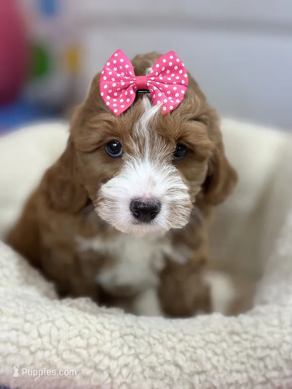 Juno – Cavapoo, Cavalier King Charles Spaniel puppy for sale in Marshfield, MO