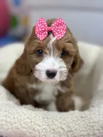 Juno, a female Cavapoo and Cavalier King Charles Spaniel for sale in Marshfield, MO – 1 of 10