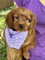Lily , a female Cavapoo and Cavalier King Charles Spaniel for sale in Marshfield, MO – 3 of 8