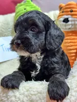 Timmy, a male Cavapoo and Cavalier King Charles Spaniel for sale in Marshfield, MO – 4 of 10