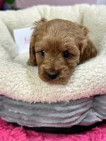 Nutmeg, a female Cavapoo and Cavalier King Charles Spaniel for sale in Marshfield, MO – 9 of 10