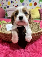 Jake , a male Cavalier King Charles Spaniel for sale in Marshfield, MO – 3 of 10