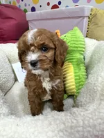 Carl, a male Cavapoo and Cavalier King Charles Spaniel for sale in Marshfield, MO – 9 of 10