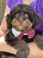 Snickers , a male Cavapoo and Cavalier King Charles Spaniel for sale in Marshfield, MO – 5 of 10