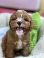 Annie , a female Cavapoo and Cavalier King Charles Spaniel for sale in Marshfield, MO – 3 of 10
