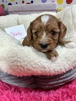 Shirley, a female Cavapoo and Cavalier King Charles Spaniel for sale in Marshfield, MO – 4 of 9