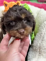 Snickers , a male Cavapoo and Cavalier King Charles Spaniel for sale in Marshfield, MO – 8 of 9