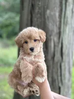 Max, a male Schnoodle for sale in Marshfield, MO – 8 of 10