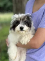 Domino, a female Cavapoo and Cavalier King Charles Spaniel for sale in Marshfield, MO – 3 of 6