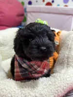 Elvis, a male Cavapoo and Cavalier King Charles Spaniel for sale in Marshfield, MO – 3 of 10