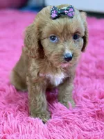Riley , a female Cavapoo and Cavalier King Charles Spaniel for sale in Marshfield, MO – 4 of 10
