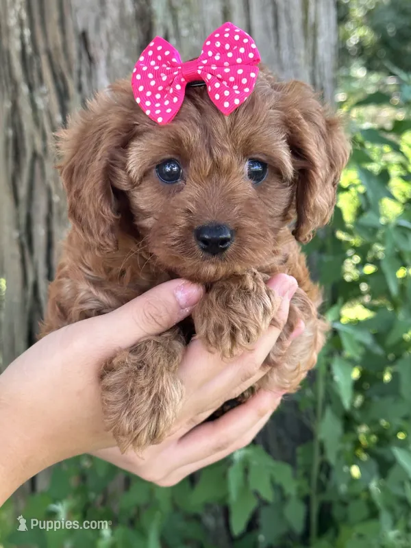 Lavern  – Cavapoo, Cavalier King Charles Spaniel puppy for sale in Marshfield, MO