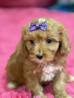 Lacy, a female Cavapoo and Cavalier King Charles Spaniel for sale in Marshfield, MO – 7 of 10