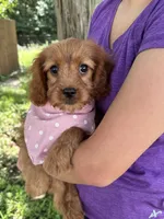 Ruby, a female Cavapoo and Cavalier King Charles Spaniel for sale in Marshfield, MO – 5 of 8