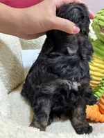 Gabe, a male Cavapoo and Cavalier King Charles Spaniel for sale in Marshfield, MO – 7 of 9