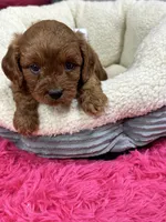 Opie, a male Cavapoo and Cavalier King Charles Spaniel for sale in Marshfield, MO – 6 of 10
