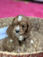 Gonzo, a male Cavapoo for sale in Missouri, MO – Photo 2 of 5