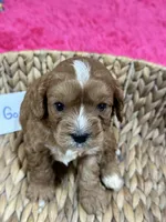 Gonzo, a male Cavapoo for sale in Missouri, MO – Photo 4 of 5