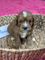 Gonzo, a male Cavapoo for sale in Missouri, MO – Photo 3 of 5