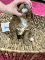 Gonzo, a male Cavapoo for sale in Missouri, MO – Photo 5 of 5
