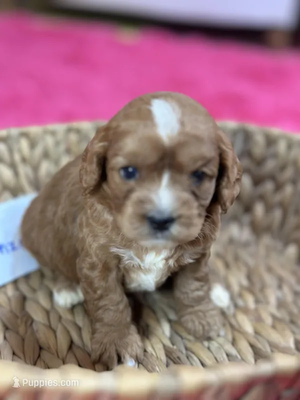 Gonzo – Cavapoo puppy for sale in Missouri, MO