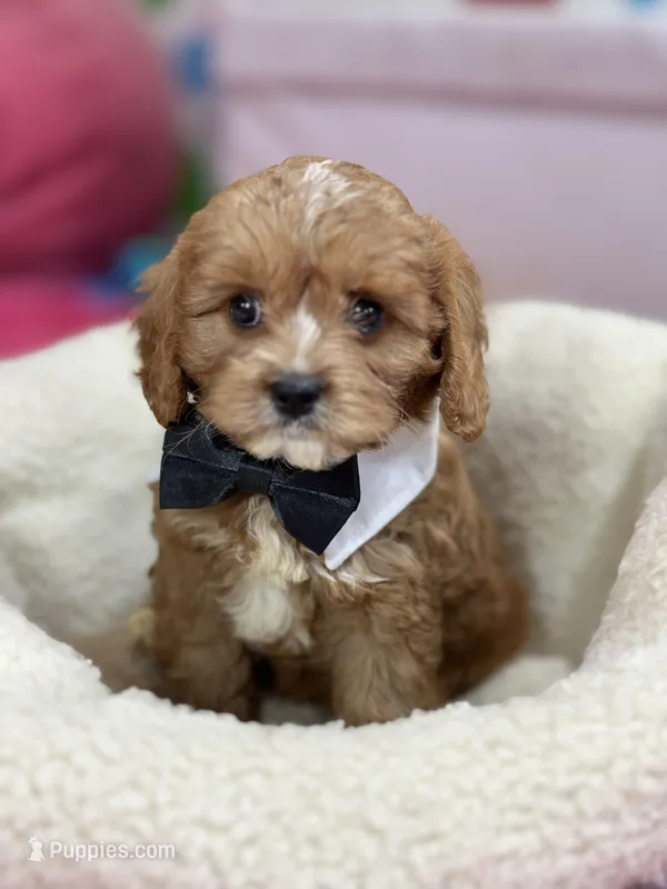 Gonzo – Cavapoo puppy for sale in Missouri, MO