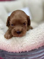 Priscilla , a female Cavapoo and Cavalier King Charles Spaniel for sale in Marshfield, MO – 6 of 8