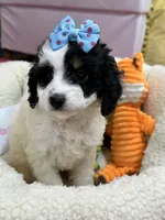 Daisy , a female Cavapoo and Cavalier King Charles Spaniel for sale in Marshfield, MO – 2 of 6