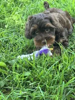 Coco, a female Cavapoo and Cavalier King Charles Spaniel for sale in Marshfield, MO – 6 of 10