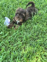 Coco, a female Cavapoo and Cavalier King Charles Spaniel for sale in Marshfield, MO – 5 of 10