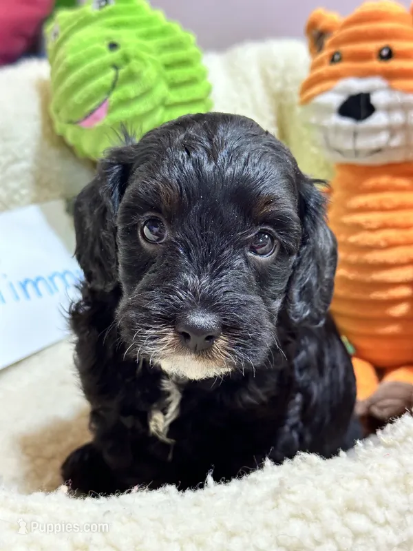 Timmy – Cavapoo, Cavalier King Charles Spaniel puppy for sale in Marshfield, MO