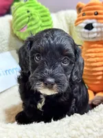 Timmy, a male Cavapoo and Cavalier King Charles Spaniel for sale in Marshfield, MO – 1 of 10