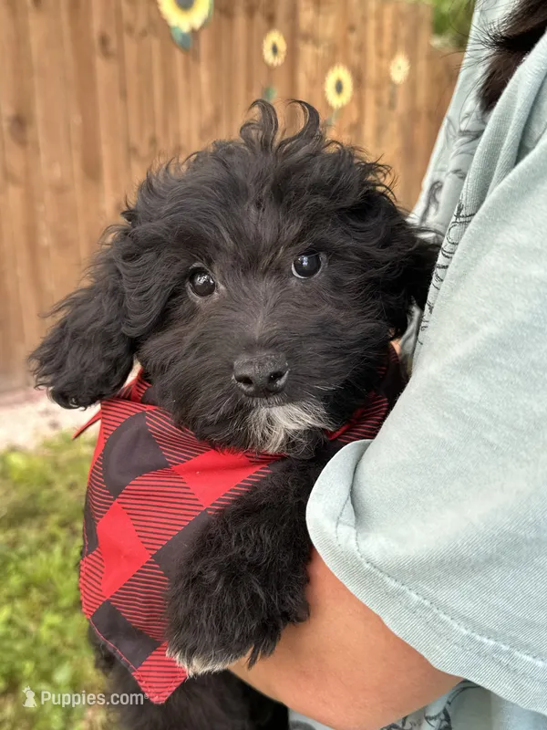 Donnie  – Cavapoo, Cavalier King Charles Spaniel puppy for sale in Marshfield, MO
