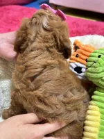 Annie , a female Cavapoo and Cavalier King Charles Spaniel for sale in Marshfield, MO – 9 of 10