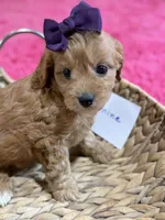 Jasmine, a female Cavapoo and Cavalier King Charles Spaniel for sale in Marshfield, MO – 3 of 9