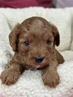 Harper , a female Cavapoo and Cavalier King Charles Spaniel for sale in Marshfield, MO – 2 of 6