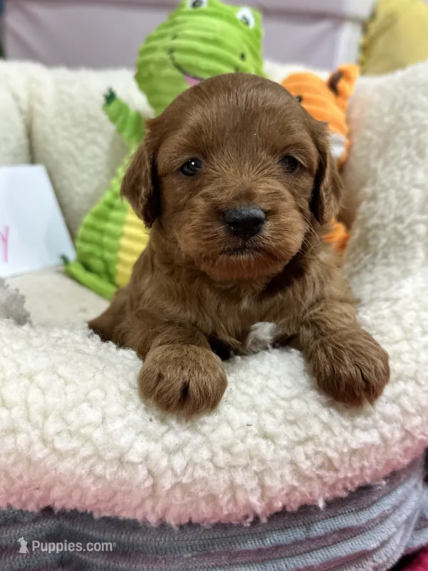 Joy – Cavapoo, Cavalier King Charles Spaniel puppy for sale in Marshfield, MO